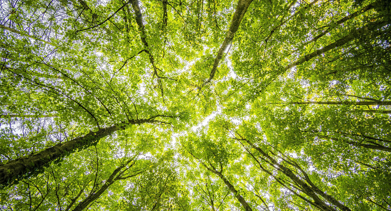 Los bosques son pilares críticos para la salud ambiental