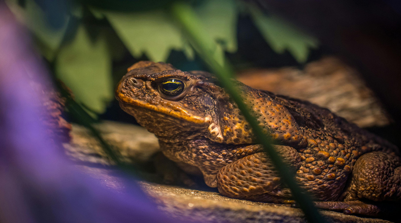 Sapos, otras especies e igualdad