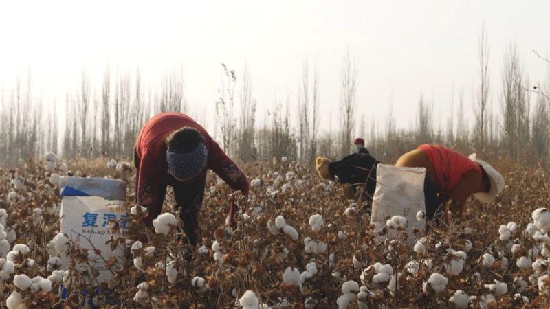  116064904 xinjiang pickingcotton