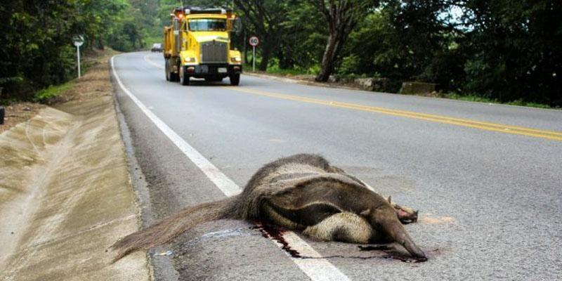 Club vida en la Via campana para proteger la vida silvestre en carreteras de Cundinamarca