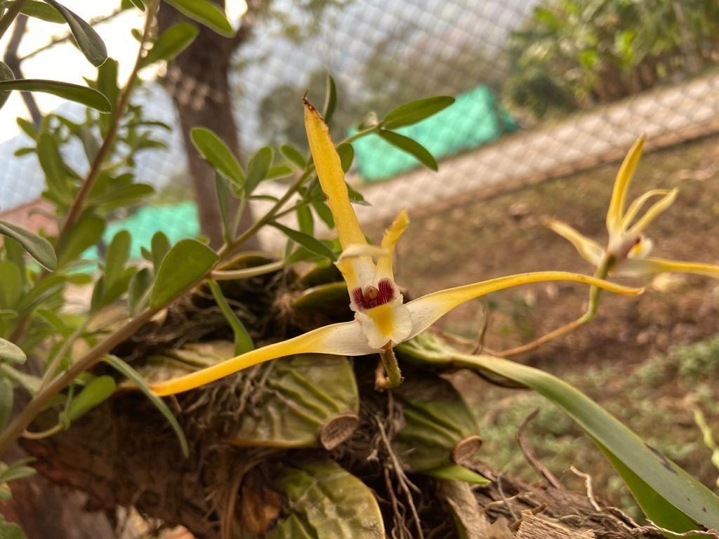 Orquídea Maxillaria Setigera