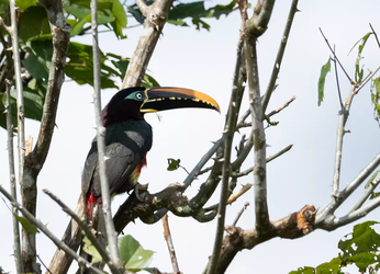 En el marco de la COP16: Avianca junto a Wildlife Conservation...