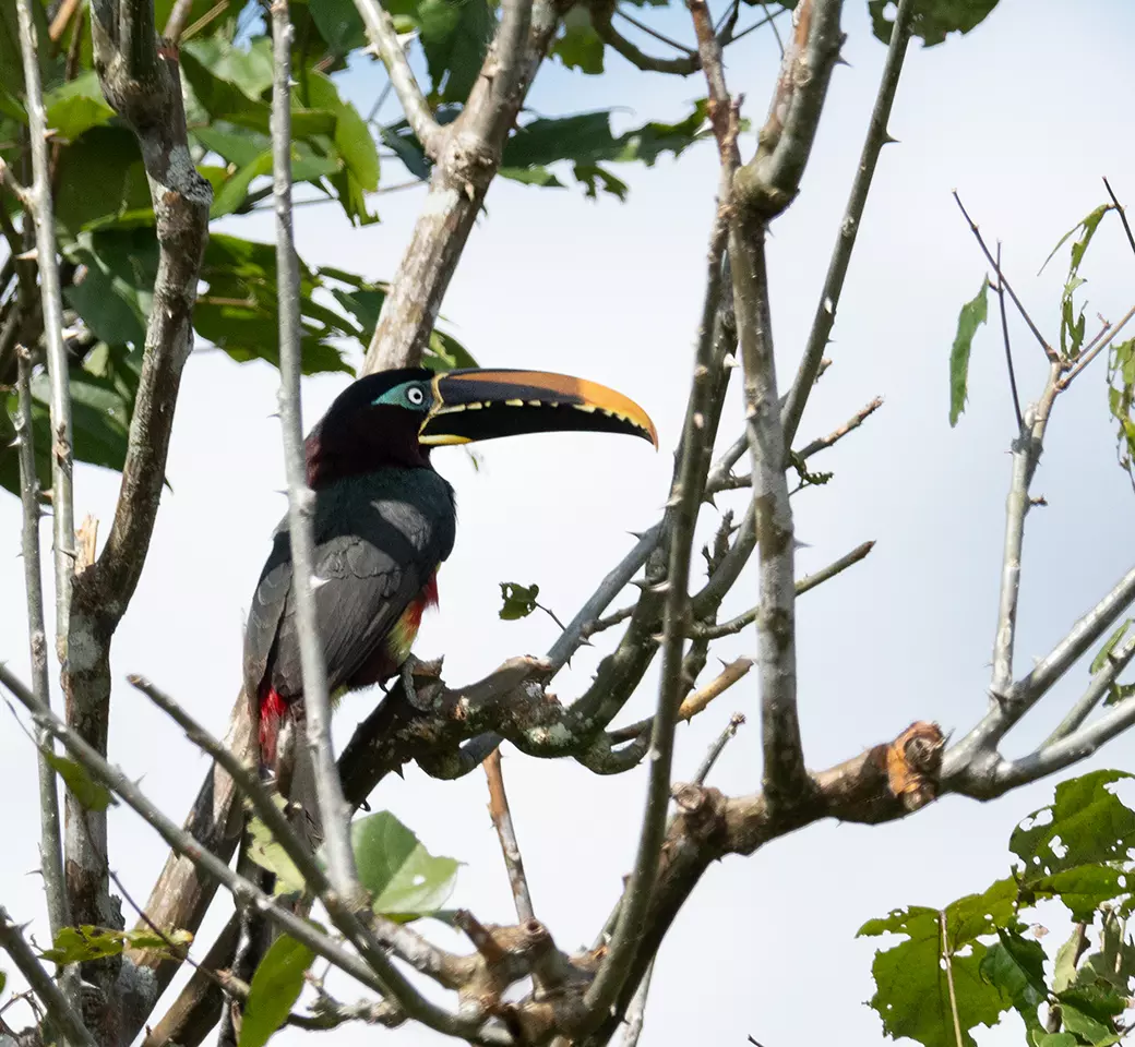 Avistamiento de aves Putumayo 2 a51d3