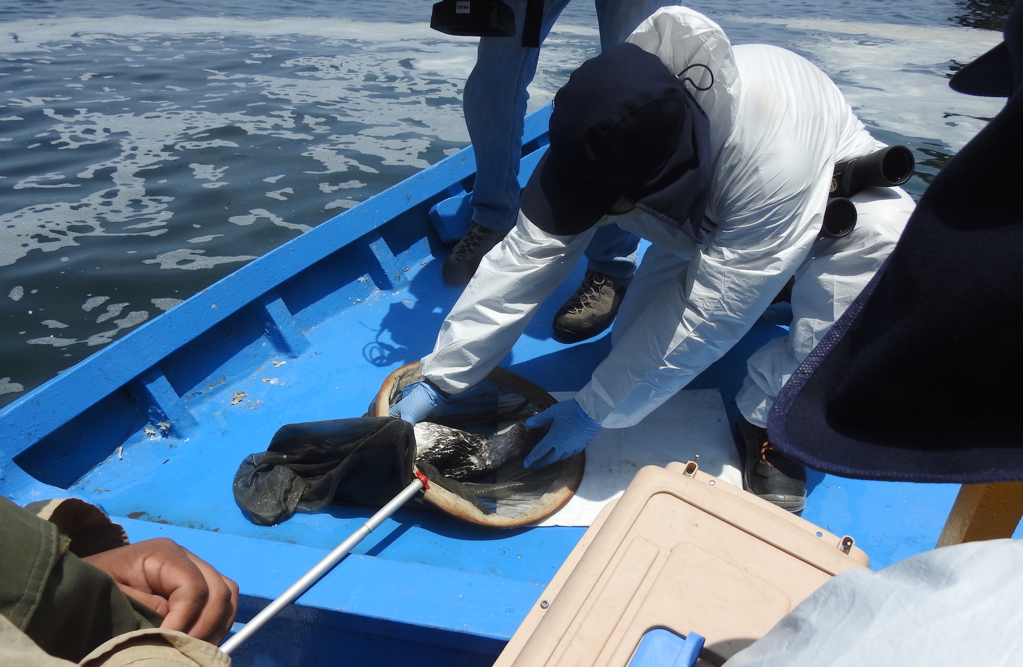 Reserva Nacional Sistema de Islas Islotes y Puntas Guaneras Carlos Saldana 2 1 724e0