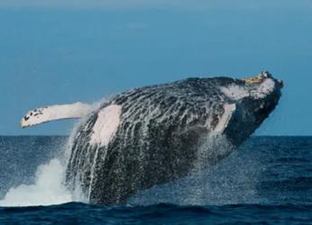 Ballena jorobada recorrió más de 13.000 km desde Colombia hasta...