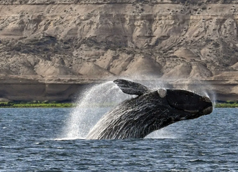 La extraordinaria longevidad de las ballenas barbadas no es una...