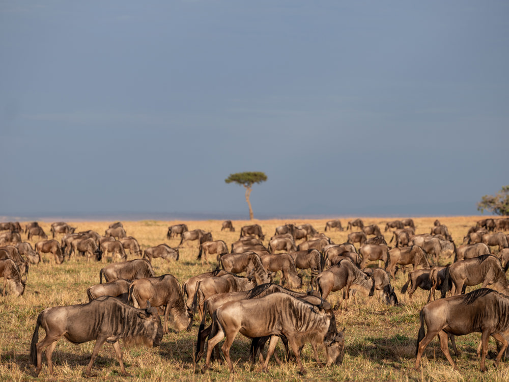 serengueti cedida uso editorial 17f41