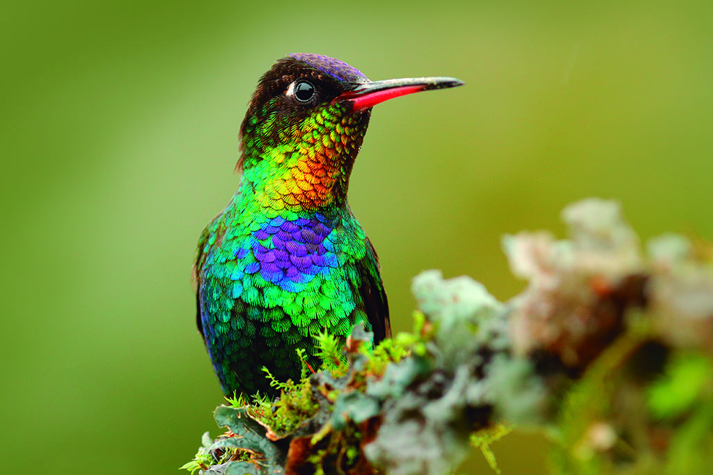Red glossy shiny bird. Fiery-throated Hummingbird, Panterpe insignis, colorful bird sitting on branch. Mountain bright animal from Panama.