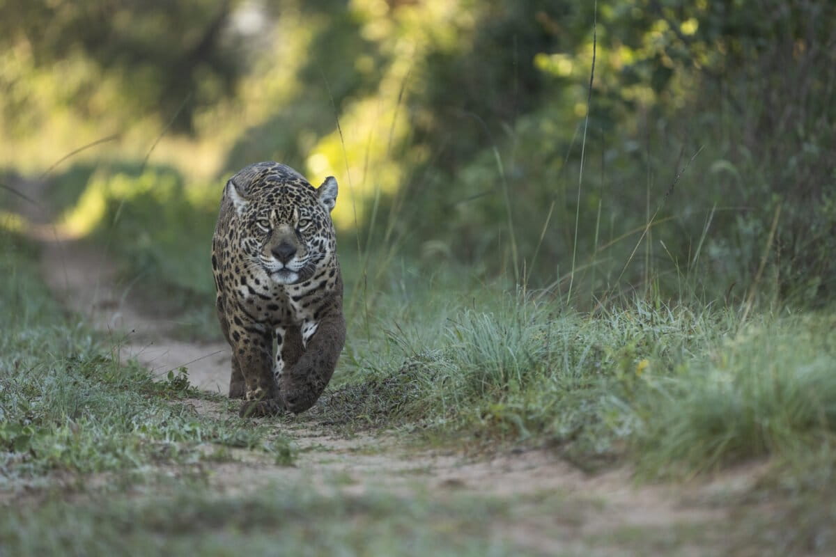 1 MARIUA THE FIRST FEMALE JAGUAR LIVING FREE IN IBERA Sebastian Navajas 03907 1200x800 10395