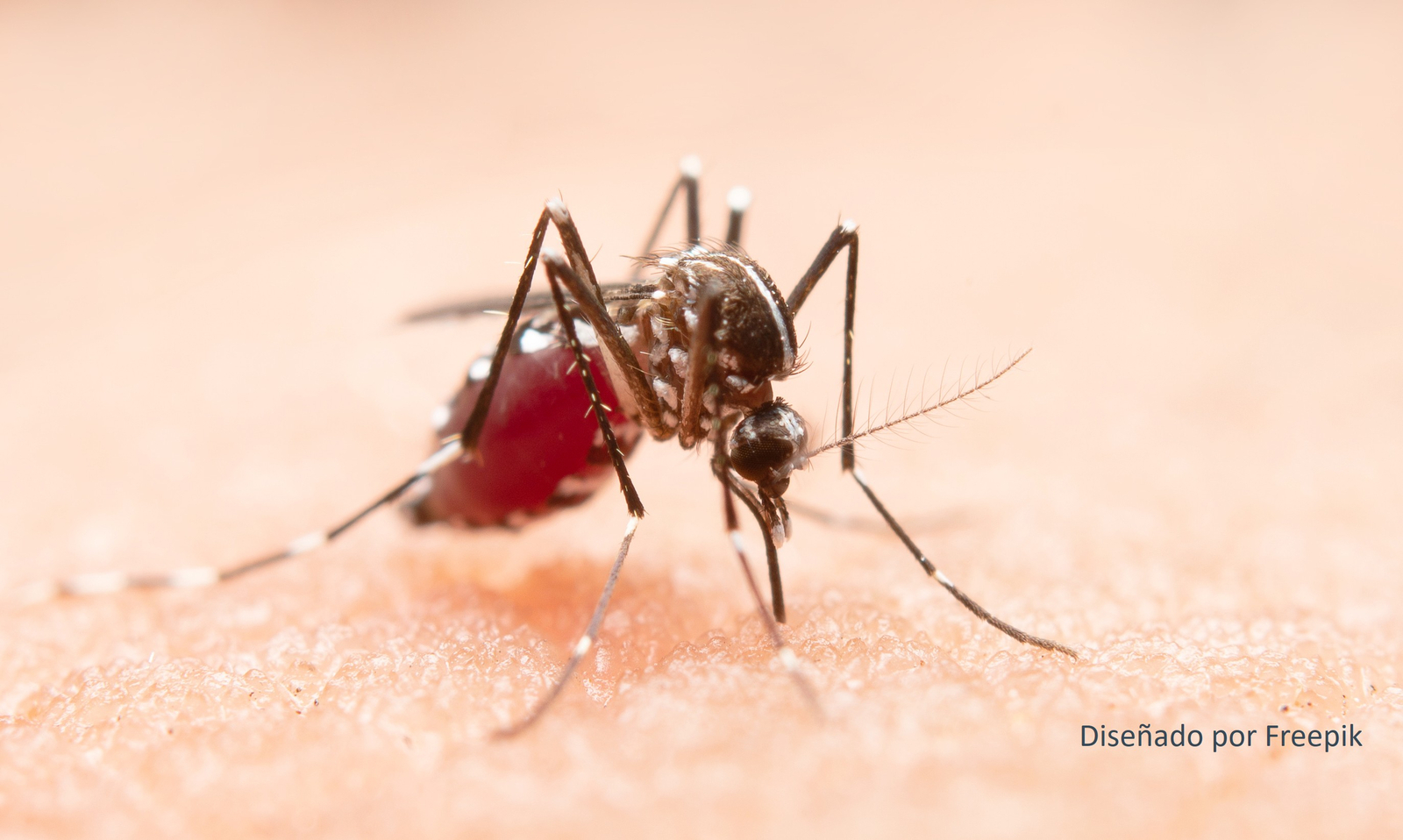 135 Mosquito Diseñado por Freepik c4aca