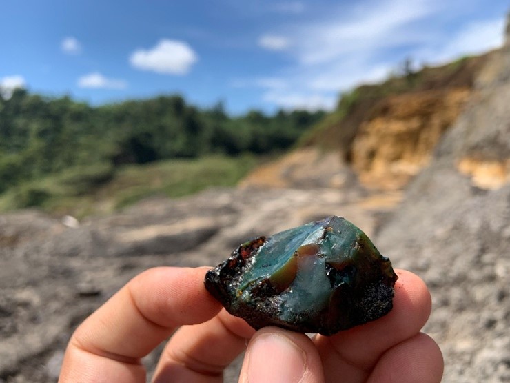 179 Imágenes insectos de ámbar en Ecuador02 77067