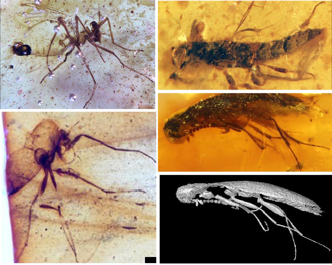 179 Imágenes insectos de ámbar en Ecuador 4ed27