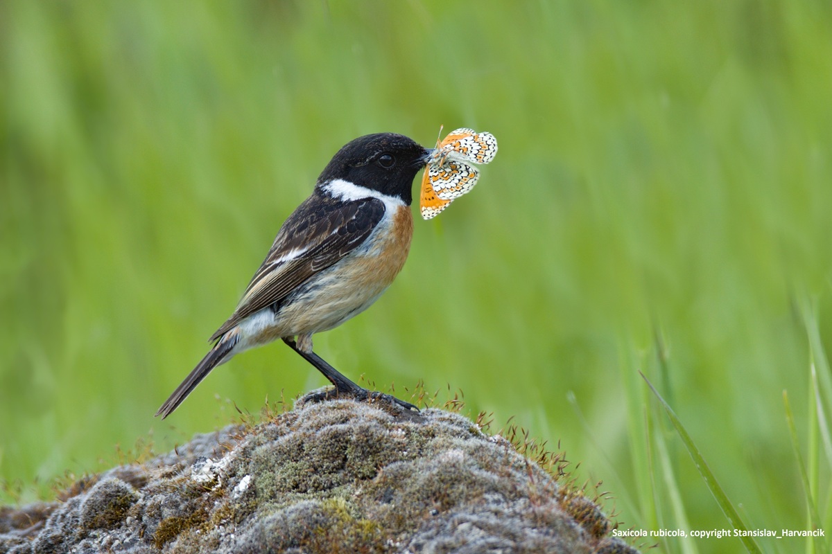 184 Foto Crédito Saxicola rubicola copyright Stansislav Harvancik 1200x600 31914