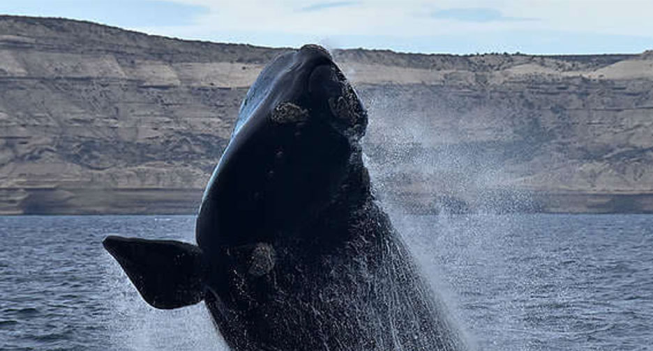 BALLENAMONGABAY1 f2c80