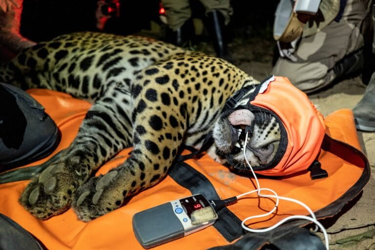 BORN FREE AND NOW CAPTURED FOR ITS CONSERVATION 05067 Sebastian Navajas 768x512 c81f6