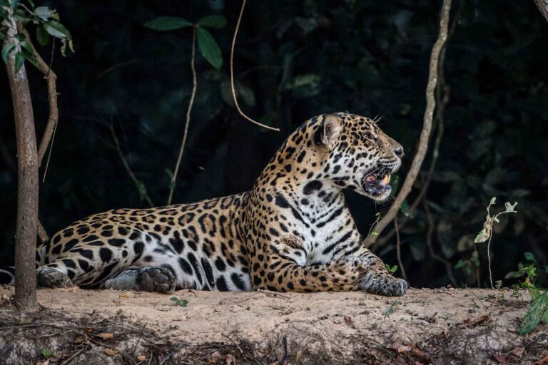 Brasil 1 Jaguar Panthera onca en el Pantanal brasileno 2025 Foto Gregoire Dubois 768x512 81d00
