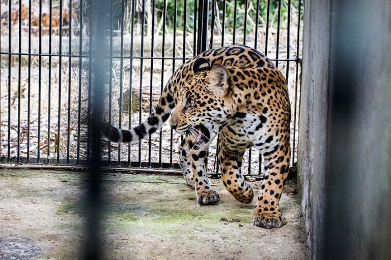Brasil 2 Xama 2022 cuando fue capturado en Mato Grosso Foto Noelly Castro World Animal Protection 768x512 62a9c