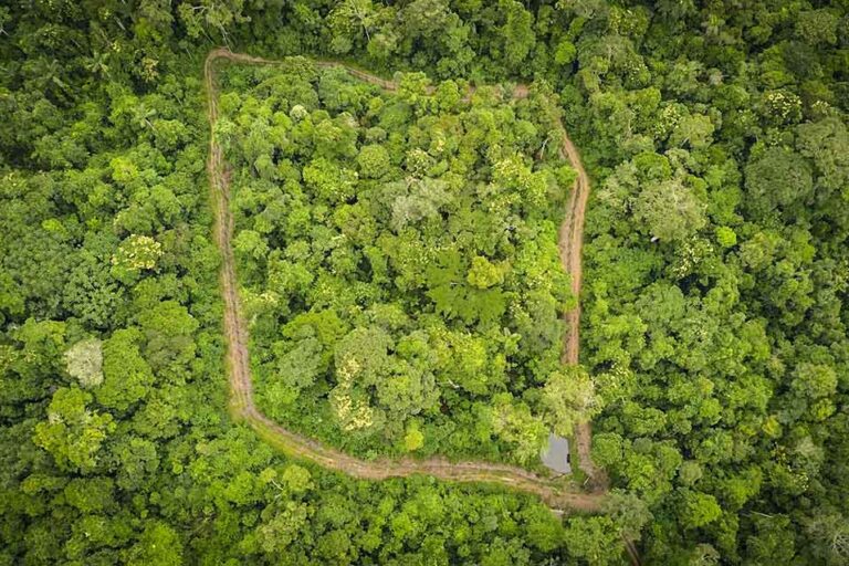 Brasil 3 Recinto en Para donde vivio Xama antes de ser reintroducido en la naturaleza Foto cortesia Oncafari 768x512 eb338