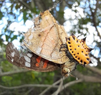 CordilleraAndesAranaVaquita d9ffd