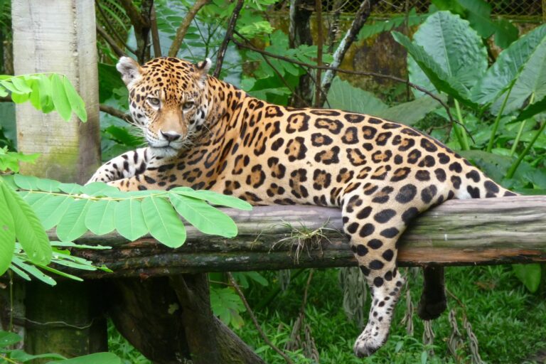 Jaguar SERFOR 768x512 1204d