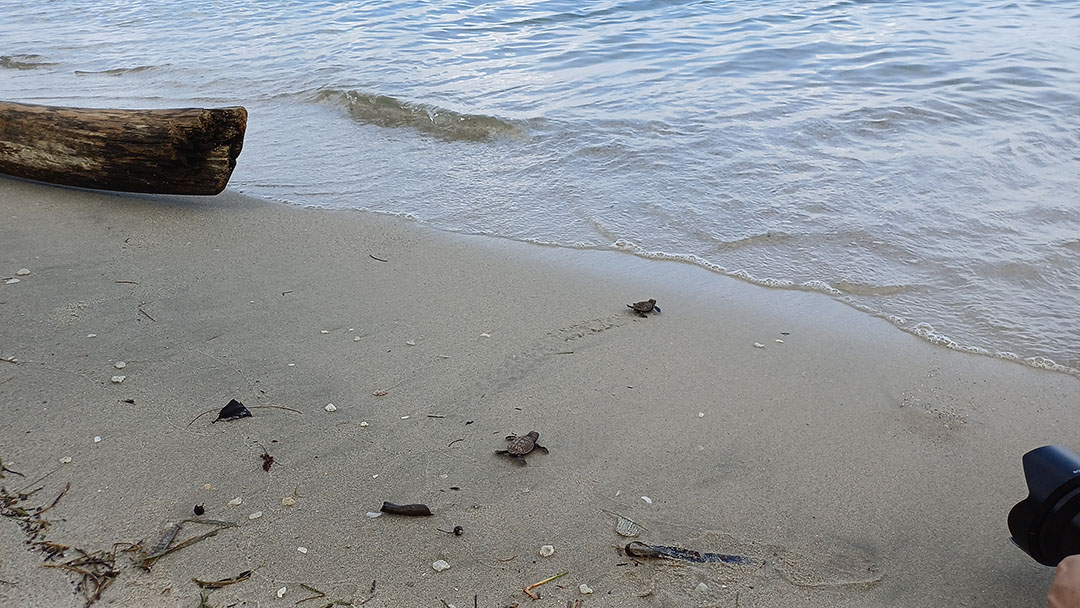 LIBERACION OCENSA 51e5c