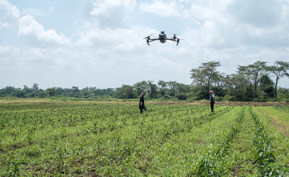 05 December 2023, Tengeru, Tanzania - A drone flies as farmers work on a crop field at a farm at Tengeru, near the city of Arusha.