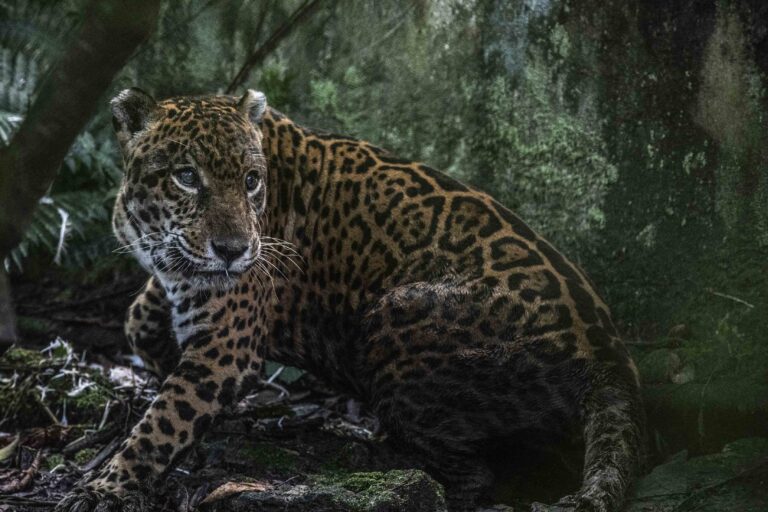 Peru 1 Prince Jaguar centro de rescate Pilpintuwasi Foto Max Cabello 768x512 2d832