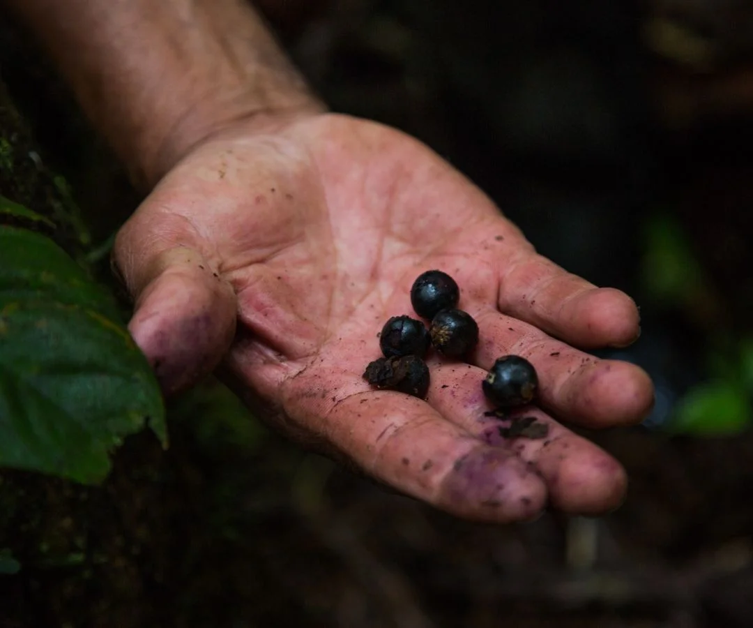 Principal 2025 06 27T215009.316 d24a2