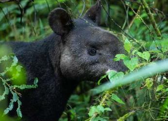 El gusano barrenador se suma a las amenazas contra la danta de...