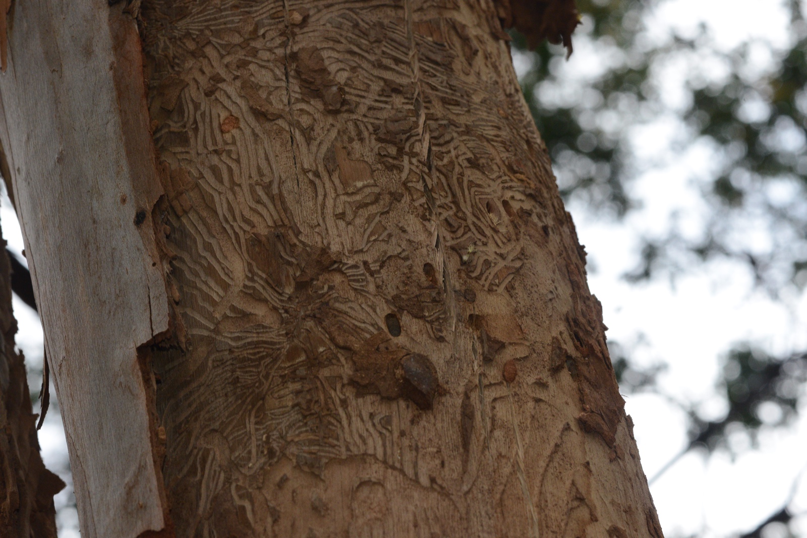 WhatsApp Image 2024 12 03 at 11.25.17 AM 2 621bd