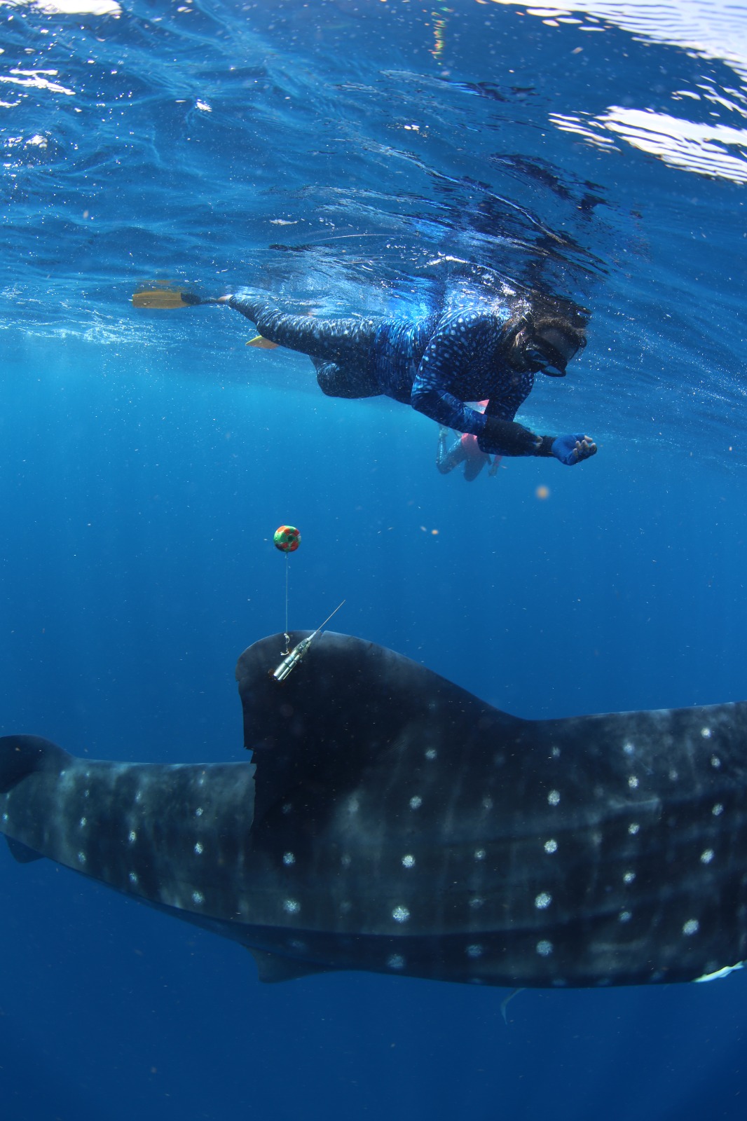 WhatsApp Image 2025 10 30 at 3.24.54 PM 1 c5184