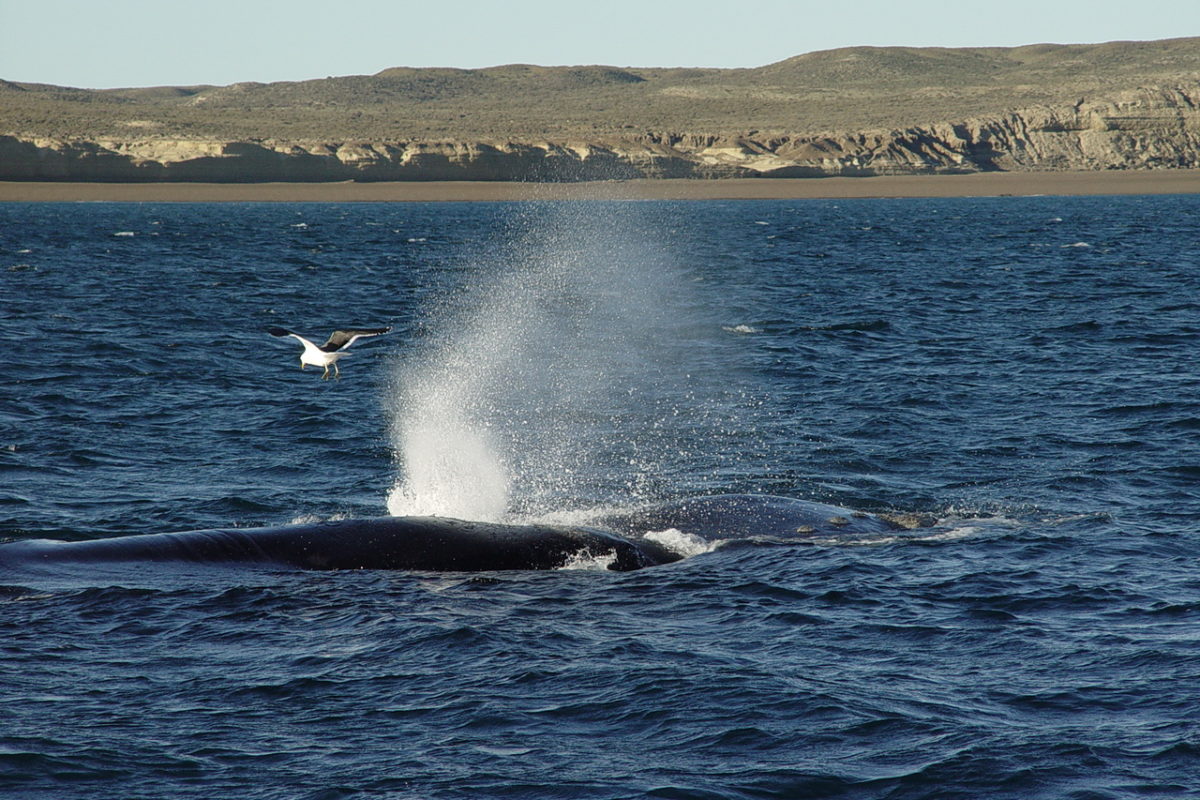 ballenamongabay4 56845