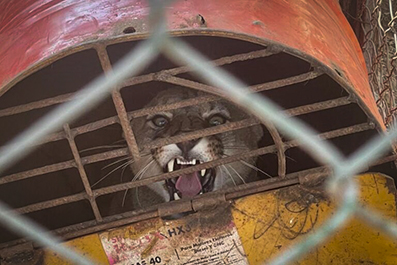 Argentina 10 puma vivo encerrado en lodge de Guampacha Foto investigacion Mongabay Latam 43607