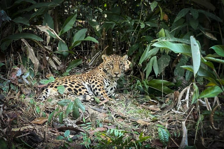 Brasil 9 Xama en 2024 ya reintroducido selva amazonica Foto cortesia de Oncafari d0760