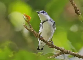 Día Mundial de las Aves Migratorias: cada observación cuenta y la...