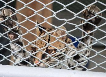 Imágenes muestran el horror que viven los felinos víctimas del...