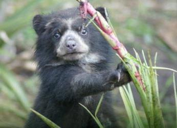 Jaguares, osos andinos y cóndores: las áreas naturales de Bolivia...