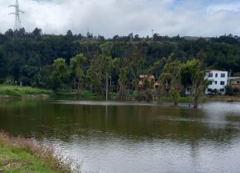 4.300 m² de una planta invasora, el equivalente a tres piscinas...