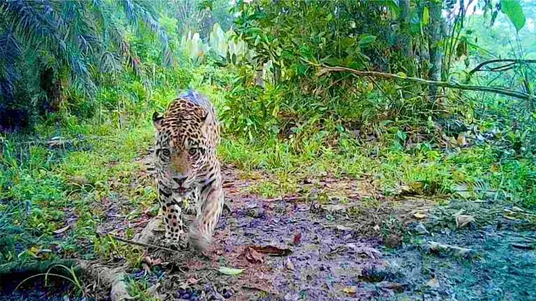 Jaguar Pipaton d1dad