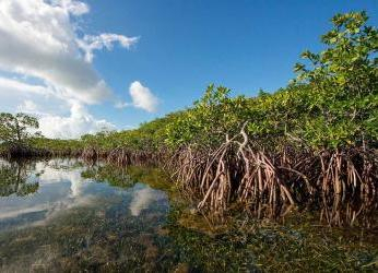 Líderes ambientales del Golfo de Morrosquillo se convierten en...