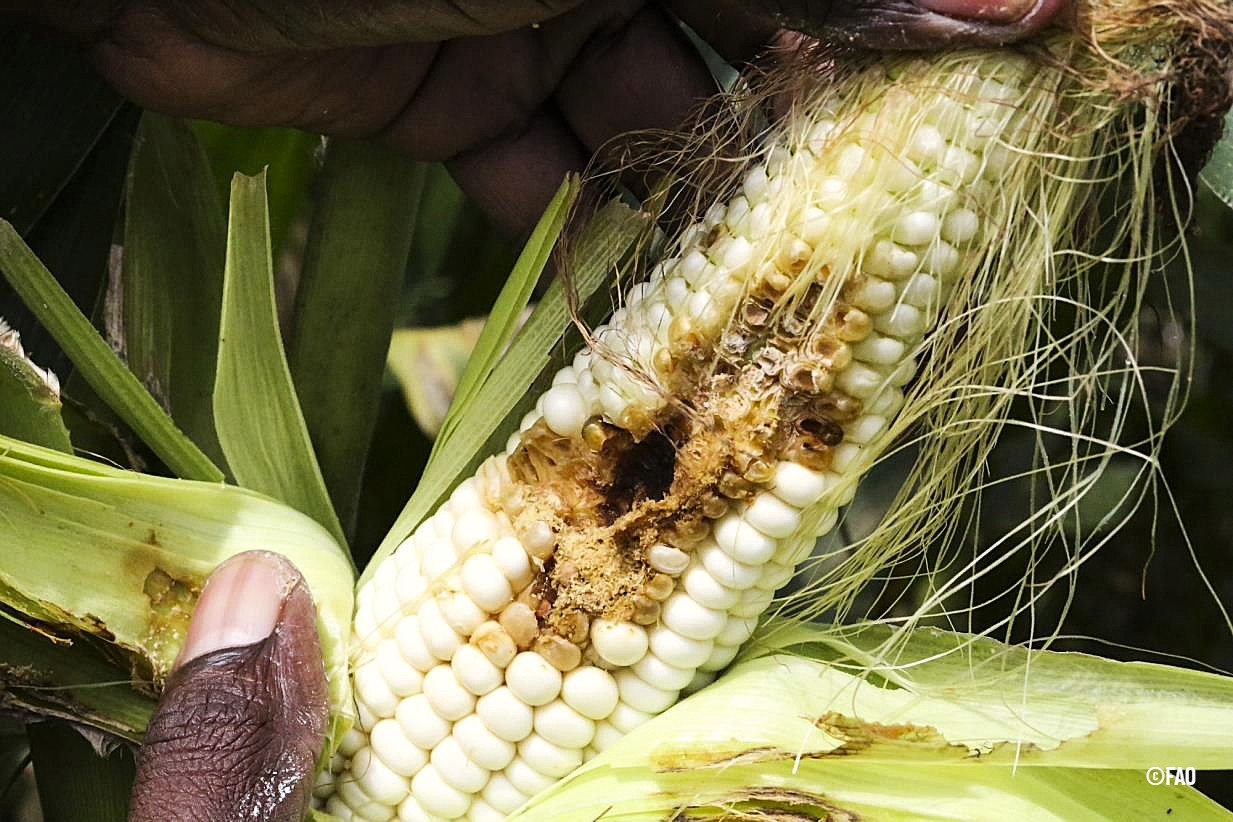 PlantHealth 7 2e958