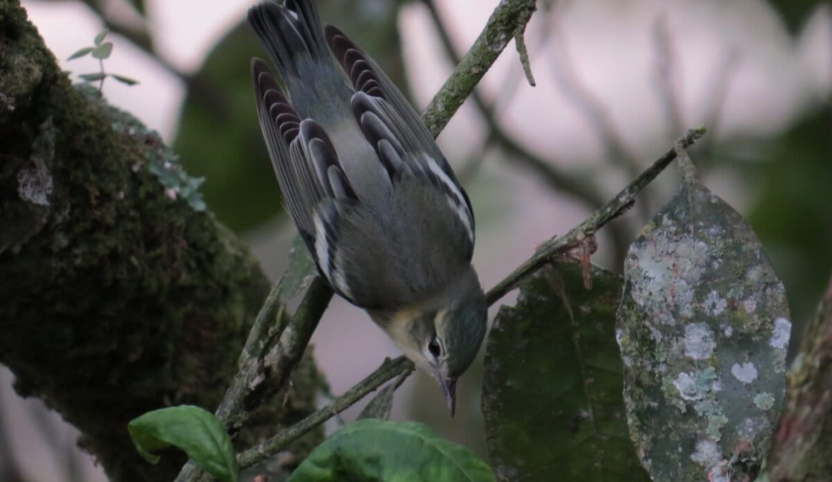 Setophaga cerulea hembra adulta Nick Bayly 1200x696 be649