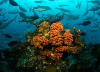 El movimiento de científicos mexicanos que promueve las Áreas de...