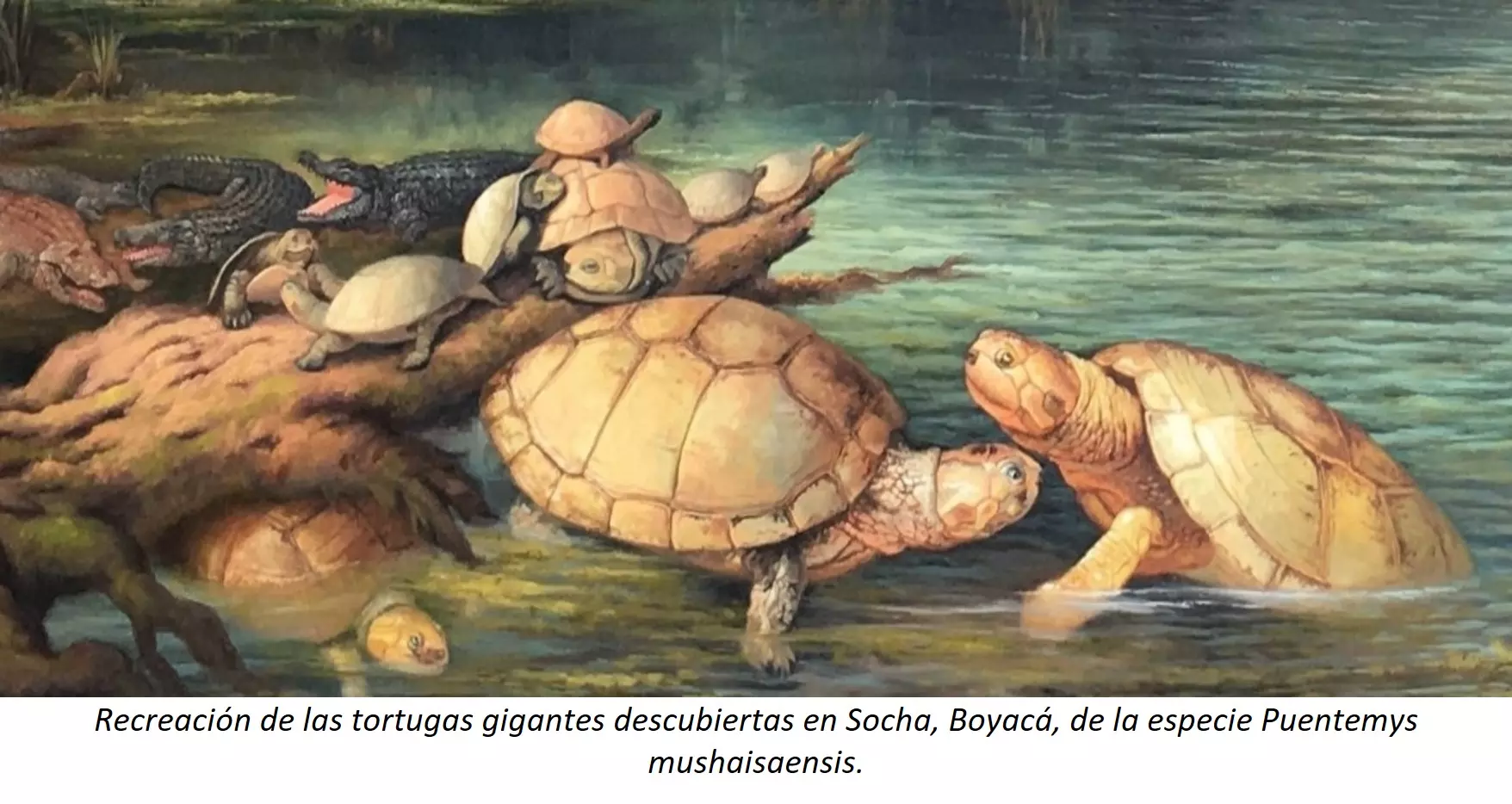 104 Ilustración 1 tortugas de437