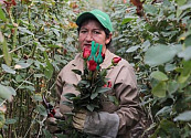 Las flores colombianas enamoraron el mercado estadounidense: más de 65.000 toneladas adornaron la celebración de San Valentín