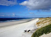 Una comunidad se une y salva a más de 30 ballenas varadas en una playa