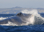 Día Mundial de las Ballenas: ¿Por qué es importante protegerlas?