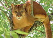 ¿Qué hacer ante la presencia de un puma como el que causó sensación en el Oriente antioqueño?