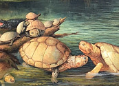 Descubrimiento de fósiles de tortuga en Colombia de 57 millones de años ayudan a reconstruir el pasado acuático del norte de Sudamérica