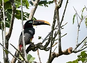 En el marco de la COP16: Avianca junto a Wildlife Conservation Society (WCS) impulsan la protección de aves migratorias y residentes en el Putumayo